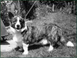 Smultronbacken's DOUGLAS